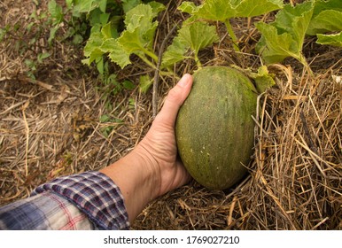 A Melon Toad Skin In The Farm