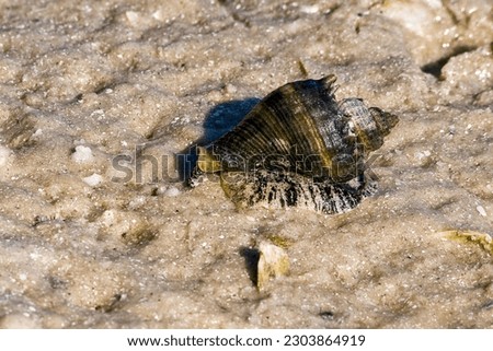 Melongena corona, the Florida crown conch, on a sandy wet shore.  Close up of a gastropod crawling on the beach. The foot and proboscis is visible. 