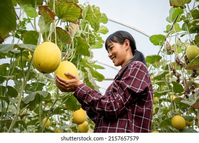 Melons Farm Agricultural Farm Owner Holding Melon Fruit In Green House Checking Quality Of Melons In Greenhouse.quality Control And Inspection Organics Fruit,GMO,agriculture Technology ,
Fertilizer.