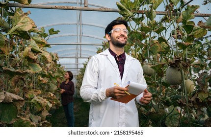 Melons farm Agricultural Scientist holding clipboard in white lab coats checking quality of melons in greenhouse.quality control and inspection organics fruit,GMO,agriculture technology ,
fertilizer. - Powered by Shutterstock