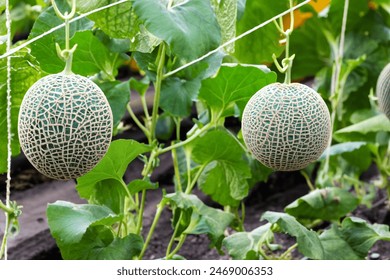Melons in the Garden Fresh and Juicy Harvest