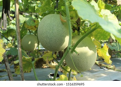 Mature Melon Still Growing On Their Stock Photo (Edit Now) 111462800