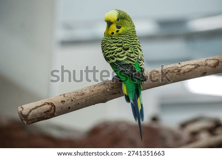 Melopsittacus undulatus parrot budgerigar sitting on branch full body profile