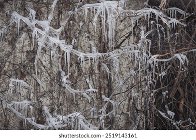 Melt water sprayed onto shrubs by the roadside, freezes over night.  Glaciated tree branches, consequences after freezing rain. Cold weather. Climate change on earth. - Powered by Shutterstock