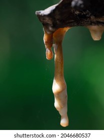 The Melted Rubber Tree Sap