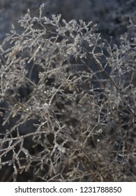 Melting Hoarfrost On Smooth Meadow Grass. Abstract Natural Background, Close Up, Selective Focus