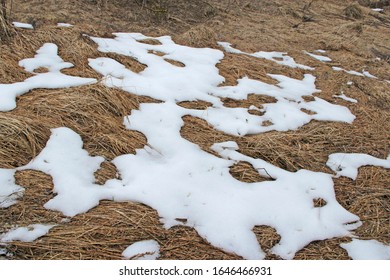 Melting Snow In Early Spring In Forest Close Up. Retreating Snows Near Forest. Spring Landscape With Rest Of Snow On Earth In March. Season Of Weather