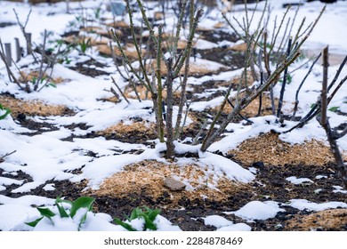 Melting snow in a flower bed with growing roses. Spring rose garden with snow. Well-groomed pruned rose bushes after winter - Powered by Shutterstock