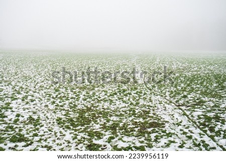 Melting snow and green grass on an agricultural field in Europe. Wide angle view, no people