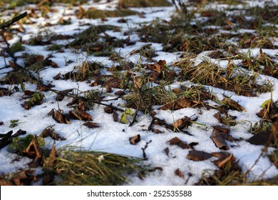 Melting Snow On Green Grass 