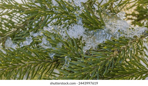 Melting snow of pine needles after a spring snow storm. - Powered by Shutterstock