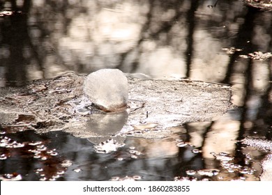 Melting Snowball, Wet Surface. Reflections Of Trees As Background. Spring Begin