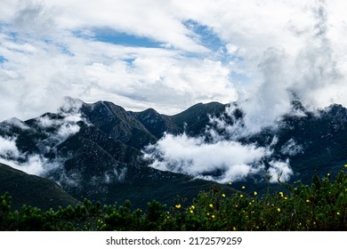 Melville Peak in the Outeniqua Mountains covered in clouds, chaparral plant appearing in the foreground.