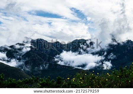 Melville Peak in the Outeniqua Mountains covered in clouds, chaparral plant appearing in the foreground.