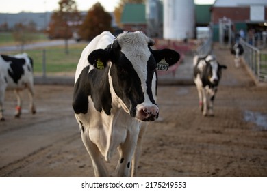 A Member Of The Holstine Dairy Heard At The Western Kentucky University 