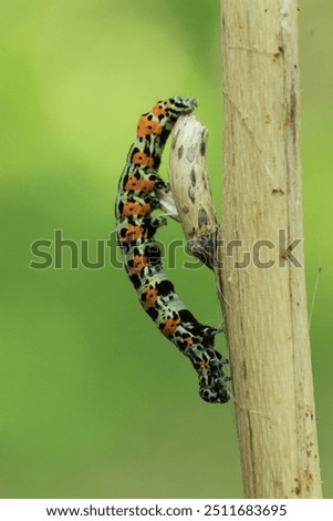 A caterpillar is the larval stage of a member of the order Lepidoptera (the order of insects consisting of butterflies and moths)