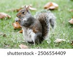 Squirrels are members of the family Sciuridae  The squirrel family includes tree squirrels, ground squirrels (including chipmunks and prairie dogs, among others), and flying squirrels.  