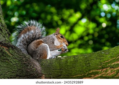 Squirrels are members of the family Sciuridae  The squirrel family includes tree squirrels, ground squirrels (including chipmunks and prairie dogs, among others), and flying squirrels.   - Powered by Shutterstock