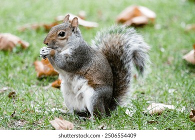 Squirrels are members of the family Sciuridae  The squirrel family includes tree squirrels, ground squirrels (including chipmunks and prairie dogs, among others), and flying squirrels.  