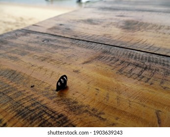 Membracidae Considered As The Most Bizarre Family Of Insects On A Wooden Table