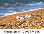 The memory of the sea. Beautiful seashells on shell beach (cockle, cardium) near surf line and spindrift. Collecting nice shells. Ancient tropical mollusk Anadara kagoshimensis from Cretaceous period