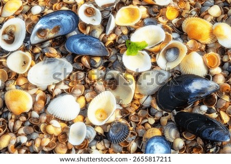 Memory of sea. Beautiful seashells on shell beach near surf. Winter cold sea. Soft shell clam (Mya arenaria), anadara ((Scapharca inaequivalis), edible mussel (Mytilus edulis), Venus between Cardium
