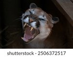 Memphis, Tennessee USA - February 15 2023. Mountain lion at the Memphis Zoo roaring loudly with its mouth wide open and teeth showing.