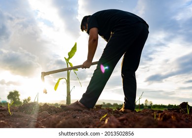 Men Digging Holes Planting Trees On Blue Sky Background For Organic Farmland In Rural Or Countryside, Asain People Holding Hoe Digging On Dirt On Sunny Background, Farmer Working In Farm Garden