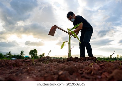 Men Digging Holes Planting Trees On Blue Sky Background For Organic Farmland In Rural Or Countryside, Asain People Holding Hoe Digging On Dirt On Sunny Background, Farmer Working In Farm Garden