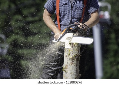 cut of a tree stock photos images photography shutterstock shutterstock