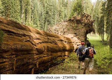 Men Hiking Along Fallen Redwood Tree In Sequoia National Park