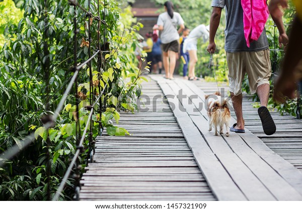 Men leash dog walk on\
wooden suspension bridge across river in national park with blurred\
another travellers in background. Wang Kan Lueang waterfall,\
Lopburi, Thailand.