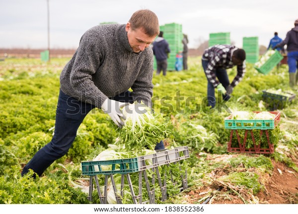 Men professional gardeners during harvesting of\
lettuce outdoor