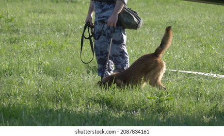 Men With A Service Dog On The Grass.