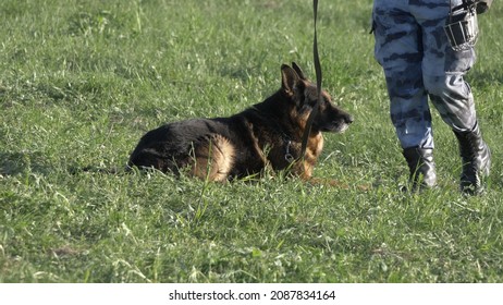 Men With A Service Dog On The Grass.