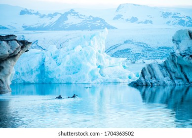 Men swimming in the water of Glacier lagoon. Man wearing dry suit. Icebergs drifting in the lagoon. Cold temperatures for ice swimming. Calm surface of the water. Climate change. Global warming. - Shutterstock ID 1704363502