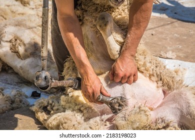 Men use clippers to shear sheep fleeces at a sheep shearing. sheep shearing in spring