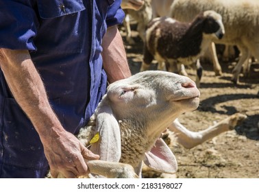 Men use clippers to shear sheep fleeces at a sheep shearing. sheep shearing in spring