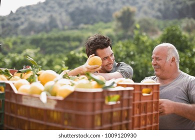 Men Working At Orange Plantation