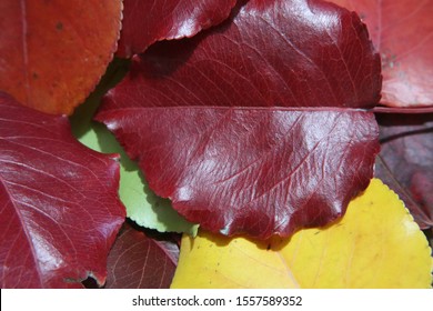 Mena, Arkansas / USA - November 10, 2019: Closeup of autumn colored leaves of the Callery pear tree, Pyrus calleryana, partially focused.