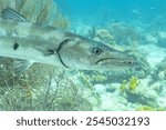 Menacing barracuda lurking among corals on a Caribbean reef