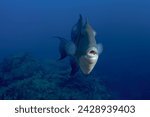 Menacing crossbow  fish with its mouth open on a reef in the Azores islands