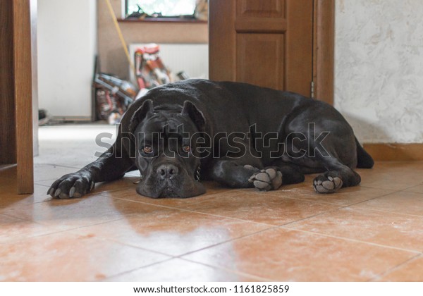 Menacing Dog Near Door Domestic Dog Stock Photo Edit Now