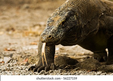 A Menacing Komodo Dragon At Eye Level On Komodo Island National Park Walks Slowly Displaying His Forked Tongue In Indonesia. Horizontal Copy Space