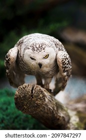 Menacing Snowy Owl on Treestump