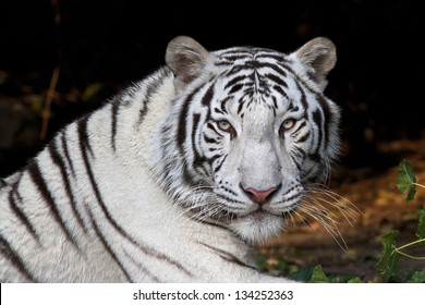 Menacing Stare Of A White Bengal Tiger.