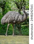 The menagerie, the zoo of the plant garden. View of an Australian emu bird in a green grass park