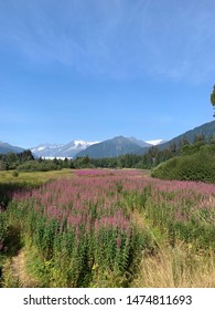 Mendenhall Glacier And Glacier Valley