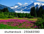 Mendenhall Glacier Viewpoint with Fireweed in bloom