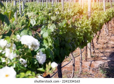 Mendoza, Argentina wine capital, winery fields and grapevines that produce famous Argentinian wine. - Shutterstock ID 2241334163
